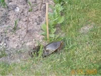 Turtle_2003_3